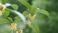 关于桂花的每句